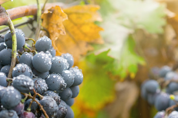 Red wine grape bunch in vineyard covered with rain drops