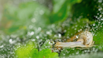 Close up small snail on wet spider web on green leaf in the garden