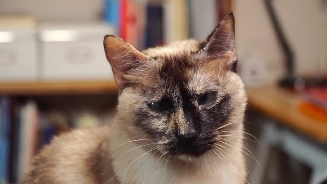 Portrait of siamese cat in his home
