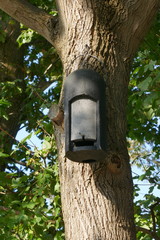Winter quarter, sleeping place, hiding place. Accommodation for small bats
