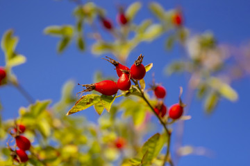 Beeren im Herbst