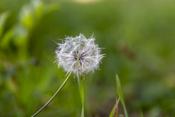 Pusteblume