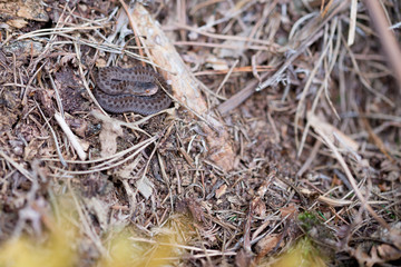 Juvenile adder (Vipera berus) from the german black forest.