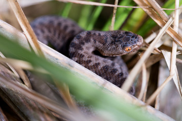 Juvenile adder (Vipera berus) from the german black forest.