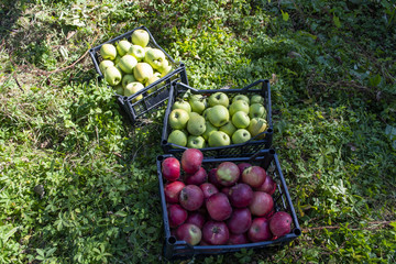 Autumn harvest of healthy organic growing green and red apples.