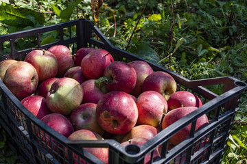 Autumn harvest of healthy organic growing green and red apples.