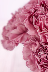 Pink carnation flowers on a light background