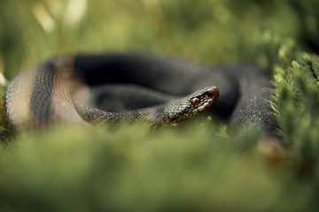 Melanistic adder male (Vipera berus) fro the german black forest.