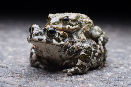 Green toads (Bufotes viridis) mating at night.