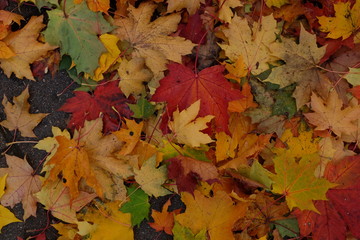 Naklejka na ściany i meble Autumn background with with colorful leaves