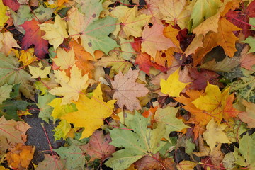 Fototapeta na wymiar Autumn background with with colorful leaves