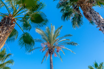 The characteristic summer nature of one of the subtropical Mediterranean countries. Photos from places of summer recreation and travel.