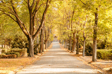 a cemetry avenue in autumn with trees withs yellow leafs