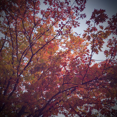 Red leaves with yellow leaves