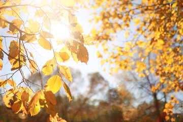 Autumn background in the park