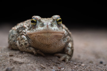 Natterjack toad (Epidalea calamita) at night.