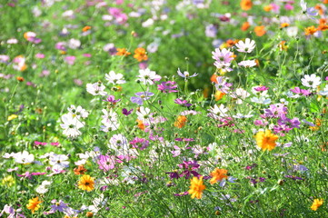 Fototapeta premium コスモスの花