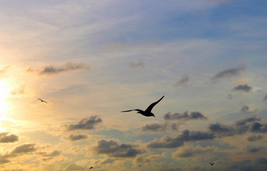 Fototapeta na wymiar Flying seagull over the sea, sunset time