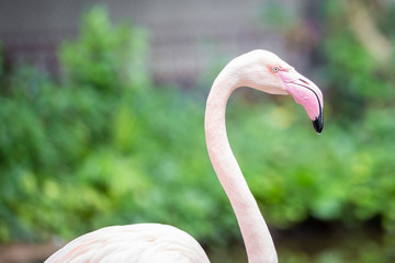 close up pink flamingo