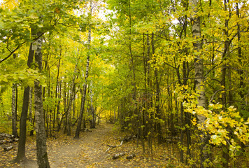 Autumn yellow green forest.