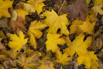 Yellow red dry maroon maple leaves on the ground in autumn.