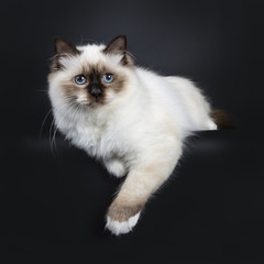Excellent seal point Sacred Birman cat kitten with perfect white paws slaying with paws hanging over edge looking beside lens with blue eyes, isolated on black background