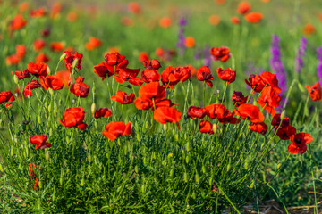 Natural background with red poppies on the background of the steppe.