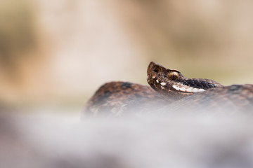 Female asp viper (Vipera aspis francisciredi) from the slovenian mountains