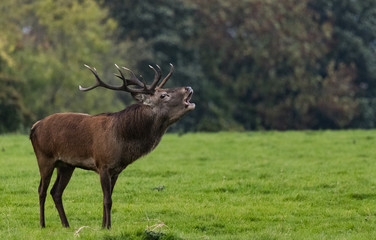 Red stag deer roaring during autumn rutting season in Killarney national park