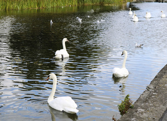 A flock of white swans on a pond.