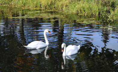 A flock of white swans on a pond.