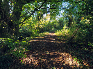Early Autumn countryside morning,Northern Ireland