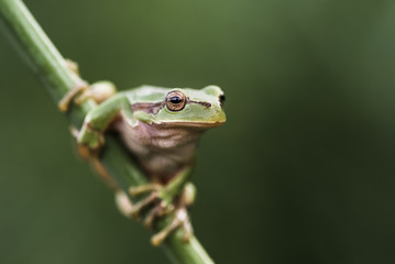 Fototapeta premium European tree frog (Hyla arborea)