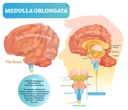 Medulla oblongata vector illustration. Labeled diagram with ventral view.