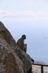 Affen auf Gibraltar