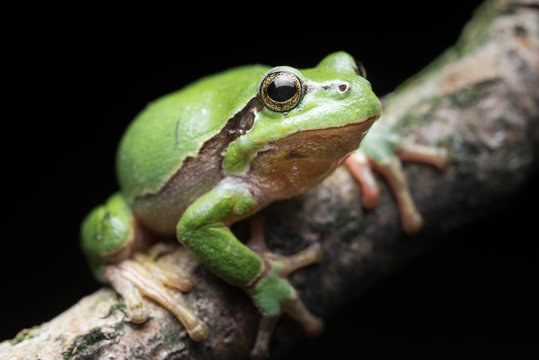 European tree frog (Hyla arborea)