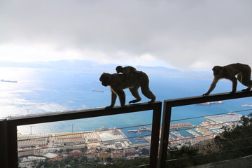 Affen auf Gibraltar