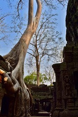 Tree roots over Ta Som Temple in Angkor, Siem Reap, Cambodia
