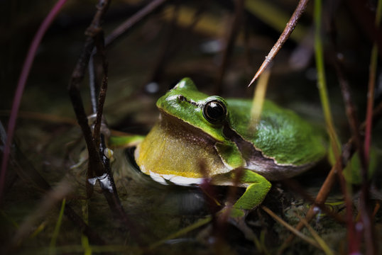 European tree frog (Hyla arborea) croaking in a pond
