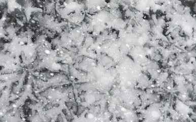 Winter forest. Landscape of winter forest on a sunny day. Snow-c