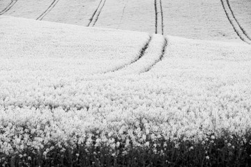 rapeseed field