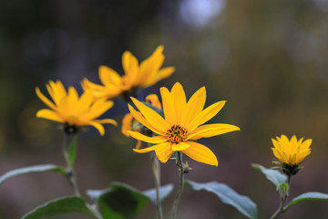 Closeup of a orange gold garden flower. Jerusalem Artichoke, beautiful yellow autumn flowers