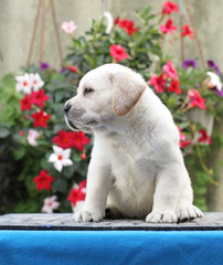 little labrador puppy on a blue background
