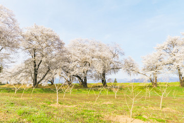 Beautiful cherry blossom trees, sakura in spring time with  blue sky background in Soft focus and blur style