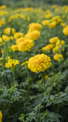 Marigold flower cultivation in Thailand 
