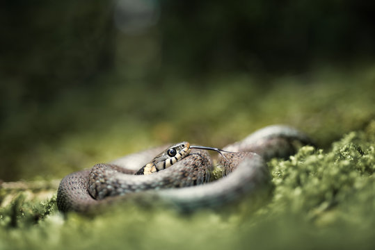 Barred Grass Snake (Natrix Helvetica) In The Black Forest, Germany