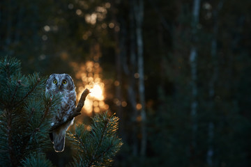 Portrait of Boreal owl, Aegolius funereus, small, backlighted owl, known as Tengmalm's owl, sitting on a pine in a autumn taiga environment against rays of rising sun.  Early morning, Europe.