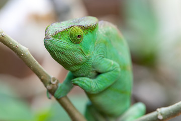 Naklejka na ściany i meble Female green Chameleon in Madagascar, green chameleons animal wildlife, wild animals in Madagascar. Holiday travel tour in Andasibe, Isalo, Masoala, Marojejy National parks. Chameleons.
