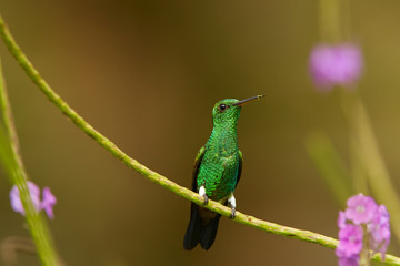 Caribbean, shining green hummingbird, Copper-rumped Hummingbird, Amazilia tobaci, sitting on stem of violet verbena flower against abstract background. Trinidad and Tobago.
