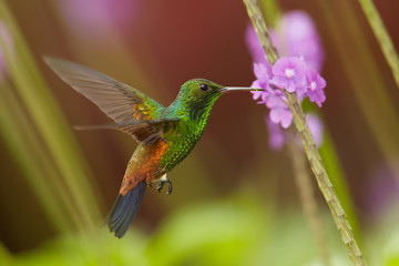 Fototapeta na wymiar Close up, shining green, caribbean hummingbird with coppery colored wings and tail, Copper-rumped Hummingbird, Amazilia tobaci hovering and feeding from violet verbena flower. Trinidad and Tobago.